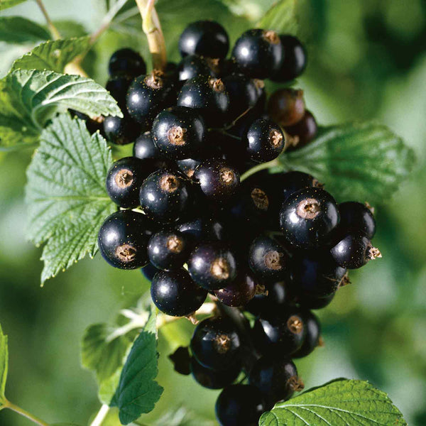 Blackcurrant 'Titania' (Standard) - 3Ltr Plant