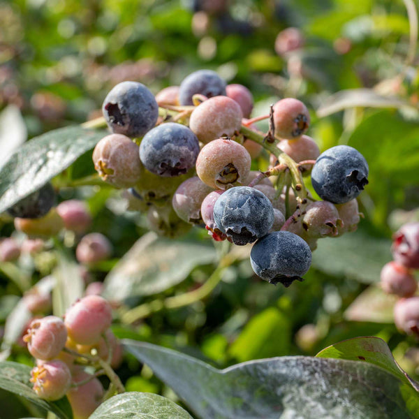 Blueberry Plant 'Goldtraube'