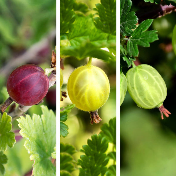 Gooseberry Bush Collection