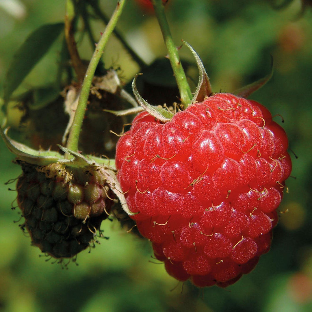 Raspberry 'Joan J' 10 Canes Buy Raspberry Plants Online Raspberry