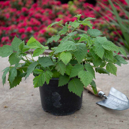 Raspberry Plant 'Yummy' | Marshalls Garden