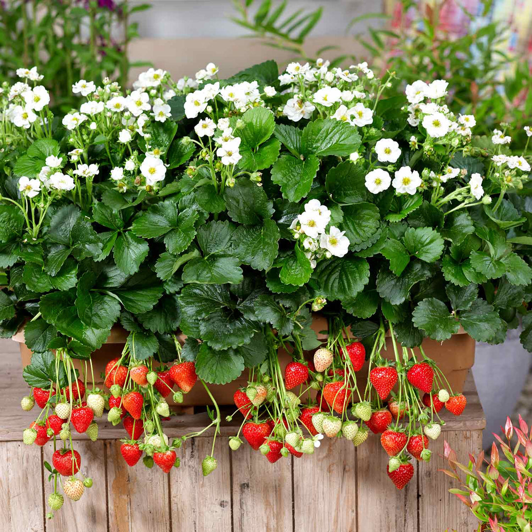 Strawberry 'Summer Breeze Mixed' 3 Plants Buy Strawberry Plants