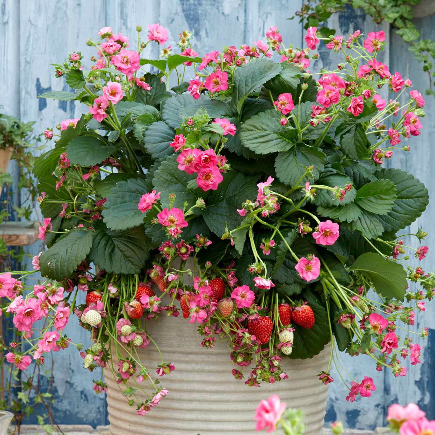 Strawberry 'Summer Breeze Cherry' 3 Plants Buy Strawberry Plants