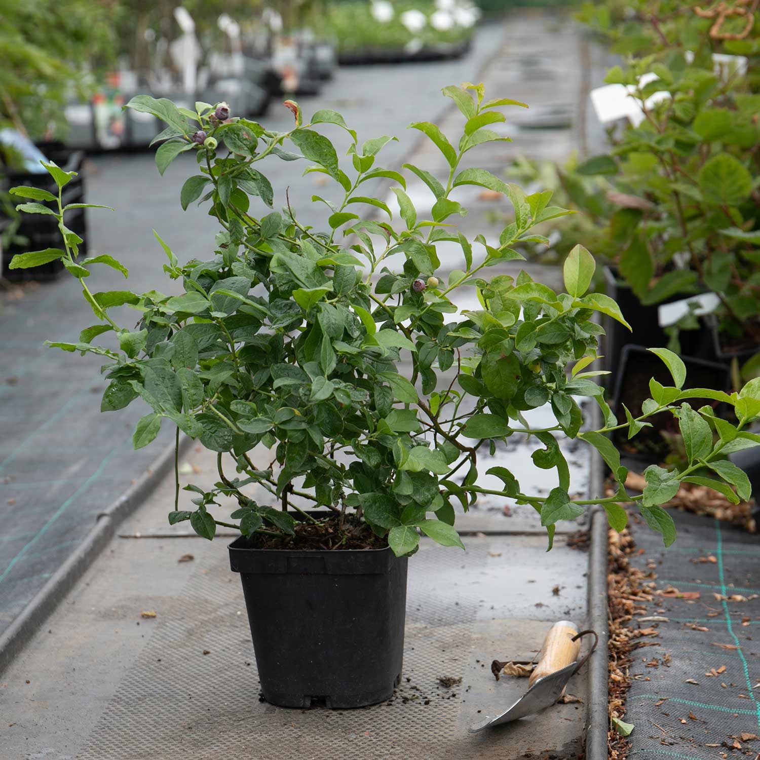 Blueberry 'Top Hat' 2Ltr Potted Plant Buy Blueberry Plants Online