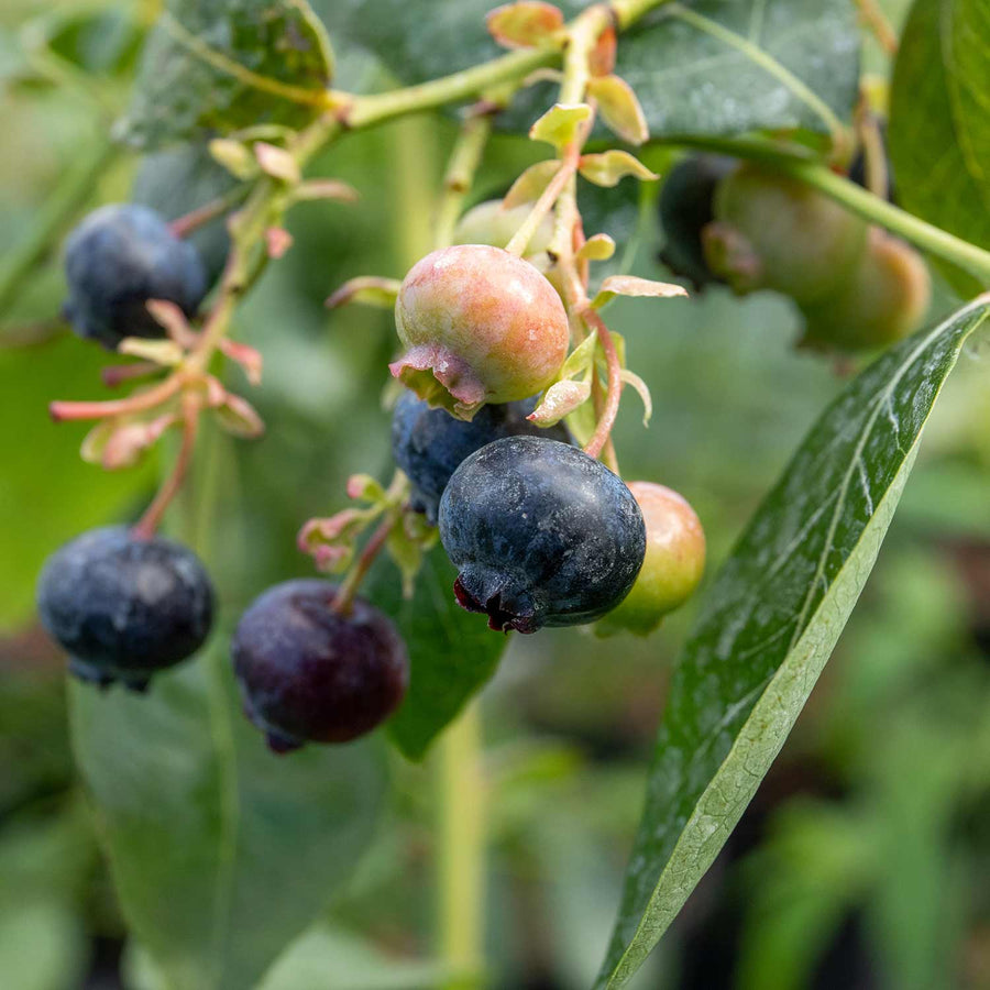 Blueberry 'Bluegold' 5Ltr Potted Plant Buy Blueberry Plants Online