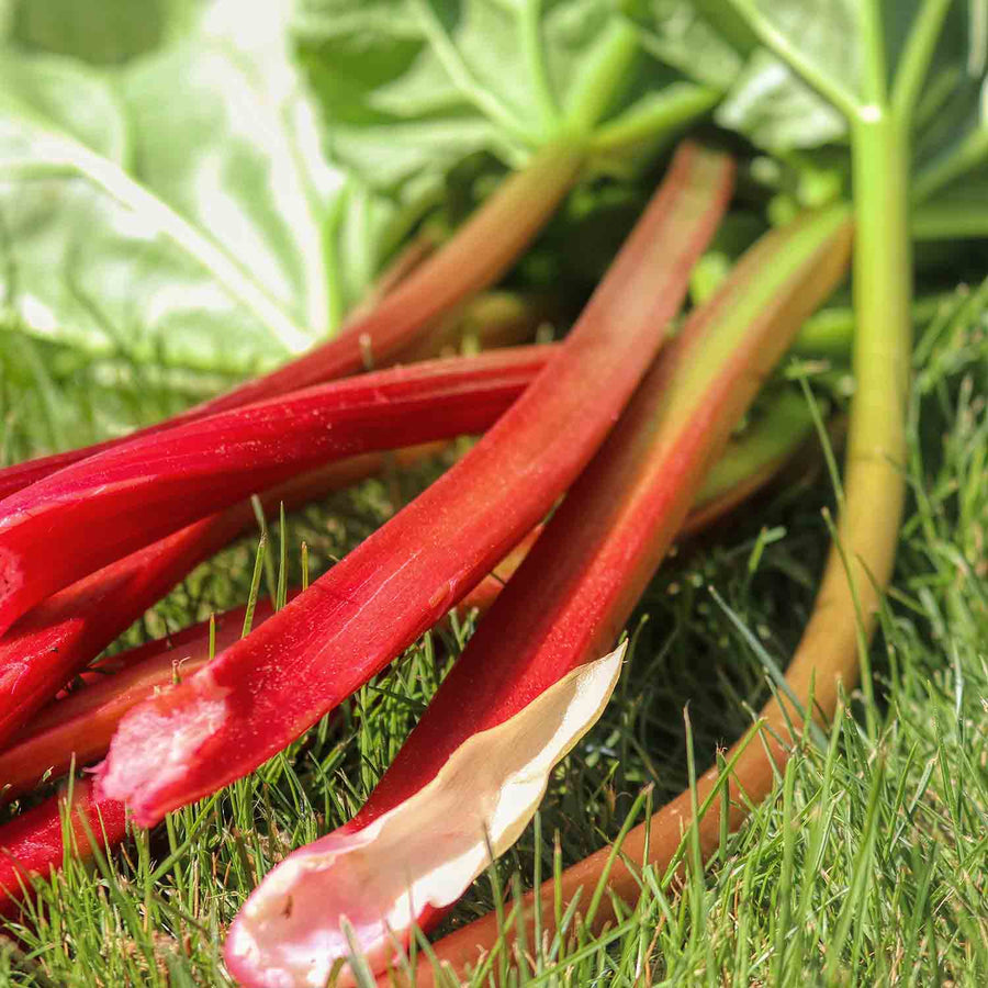 Rhubarb 'Raspberry Red' 2 Ltr Buy Rhubarb Plants Online Rhubarb