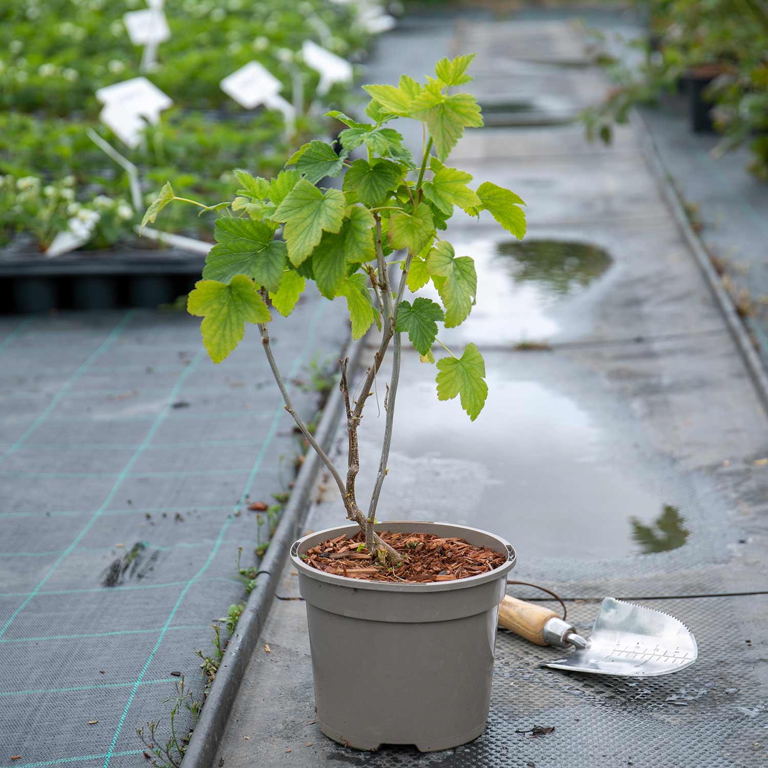 Blackcurrant 'Big Ben' - 2Ltr Potted Plant | Buy Blackcurrant Plants ...