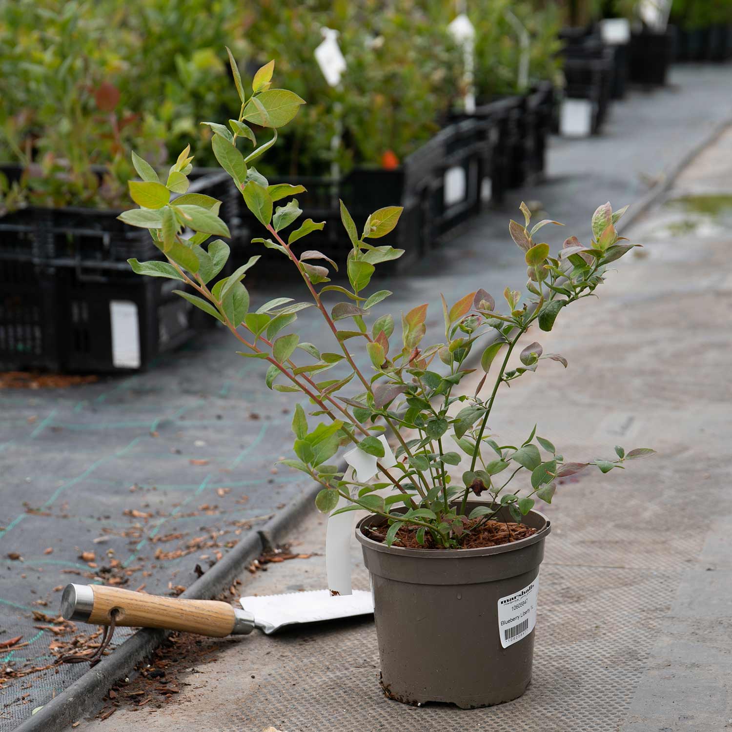 Blueberry 'Liberty' 1.5L Plant Buy Blueberry Plants Online