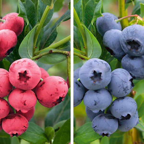 Blueberry Plant 'Sunshine Blue and Pink Lemonade Duo Pack