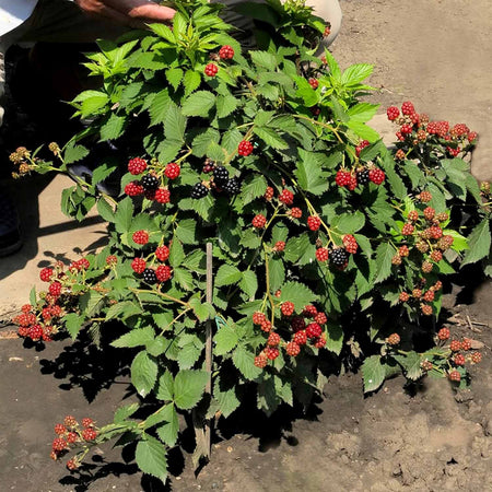 Blackberry Plant 'Tiny Black'