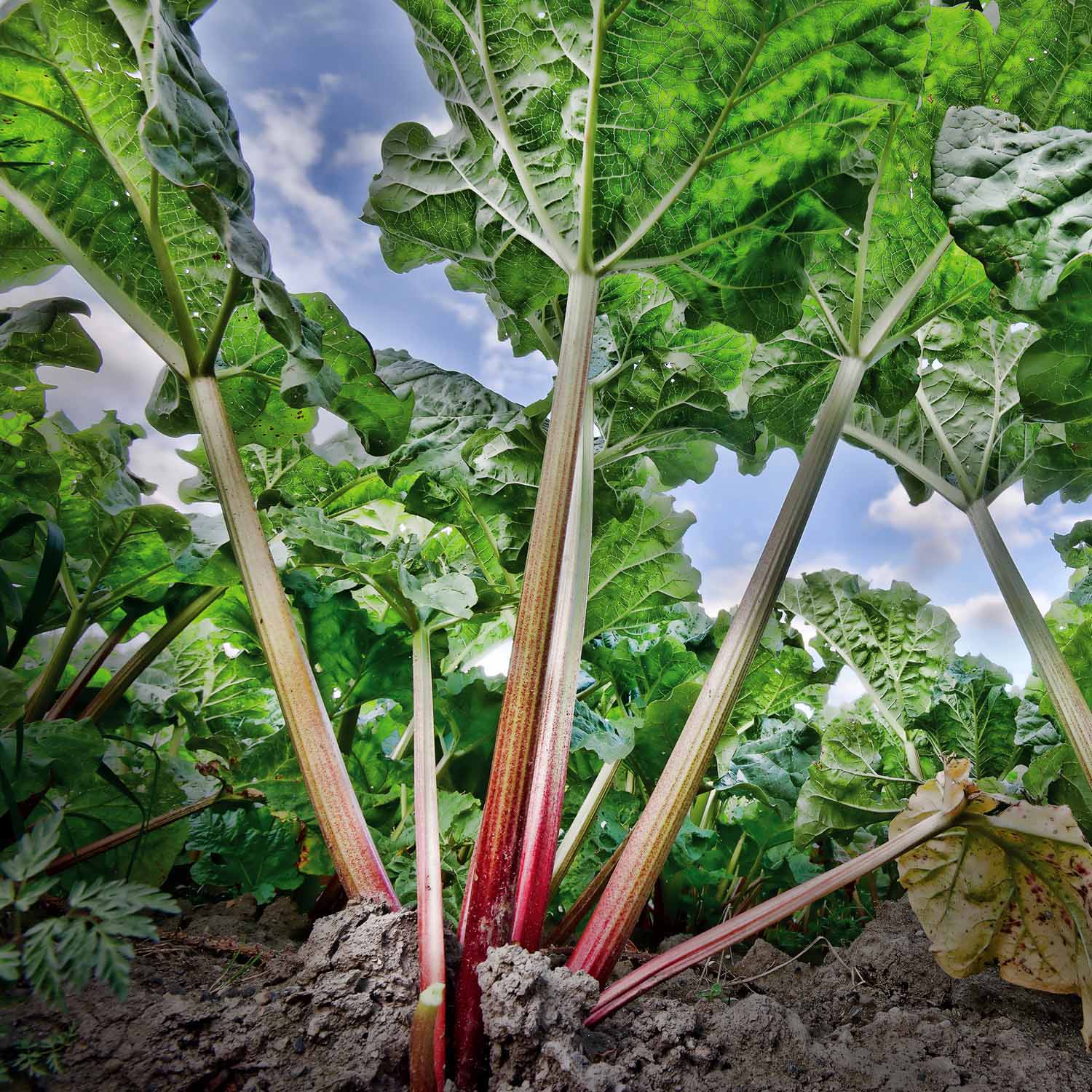 Rhubarb 'Victoria' 2 Ltr Buy Rhubarb Plants Online Rhubarb Plants