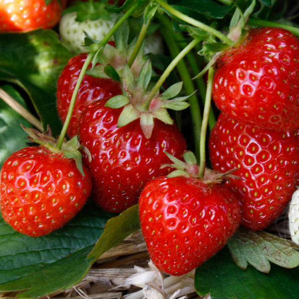 Strawberry 'Fenella' - 3 x 9cm Potted Plants