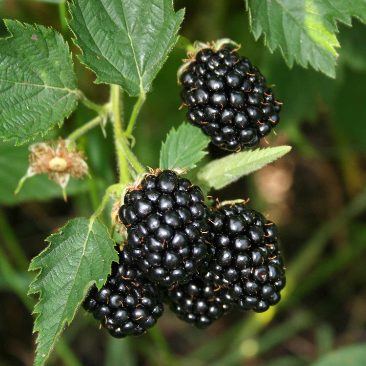 Blackberry Plant 'Coolaris Garden'
