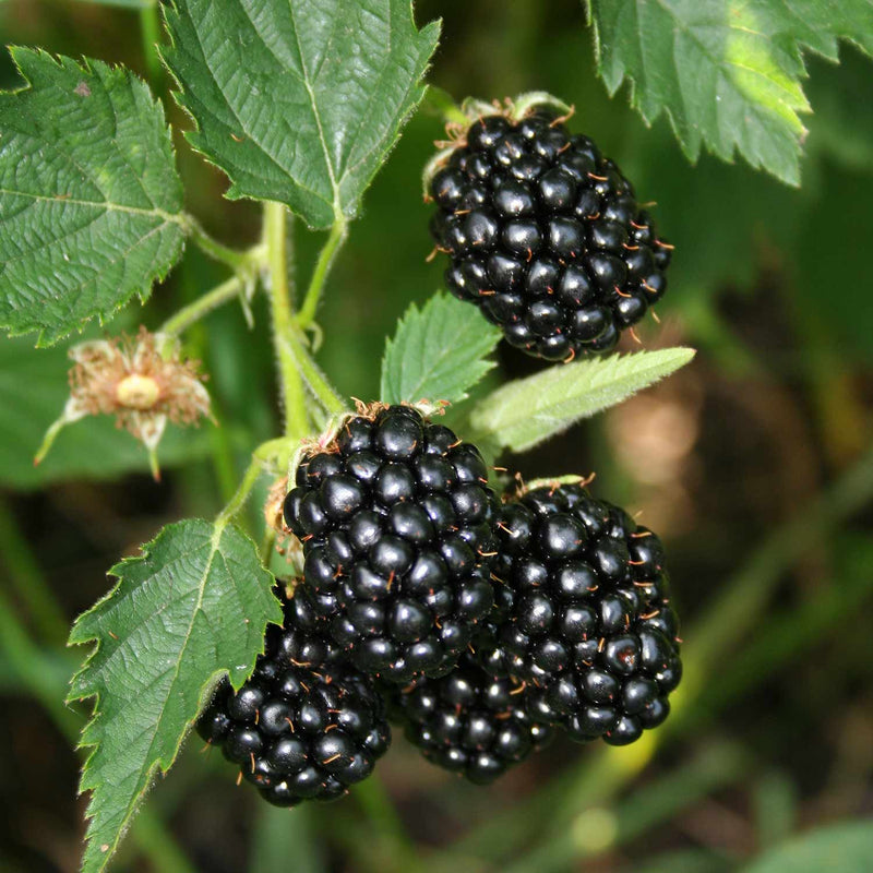 Blackberry Plant 'Coolaris Garden'