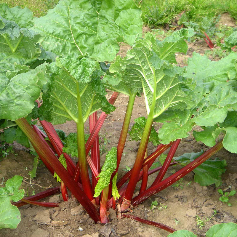 Rhubarb 'Ever Red' - Tesselaar