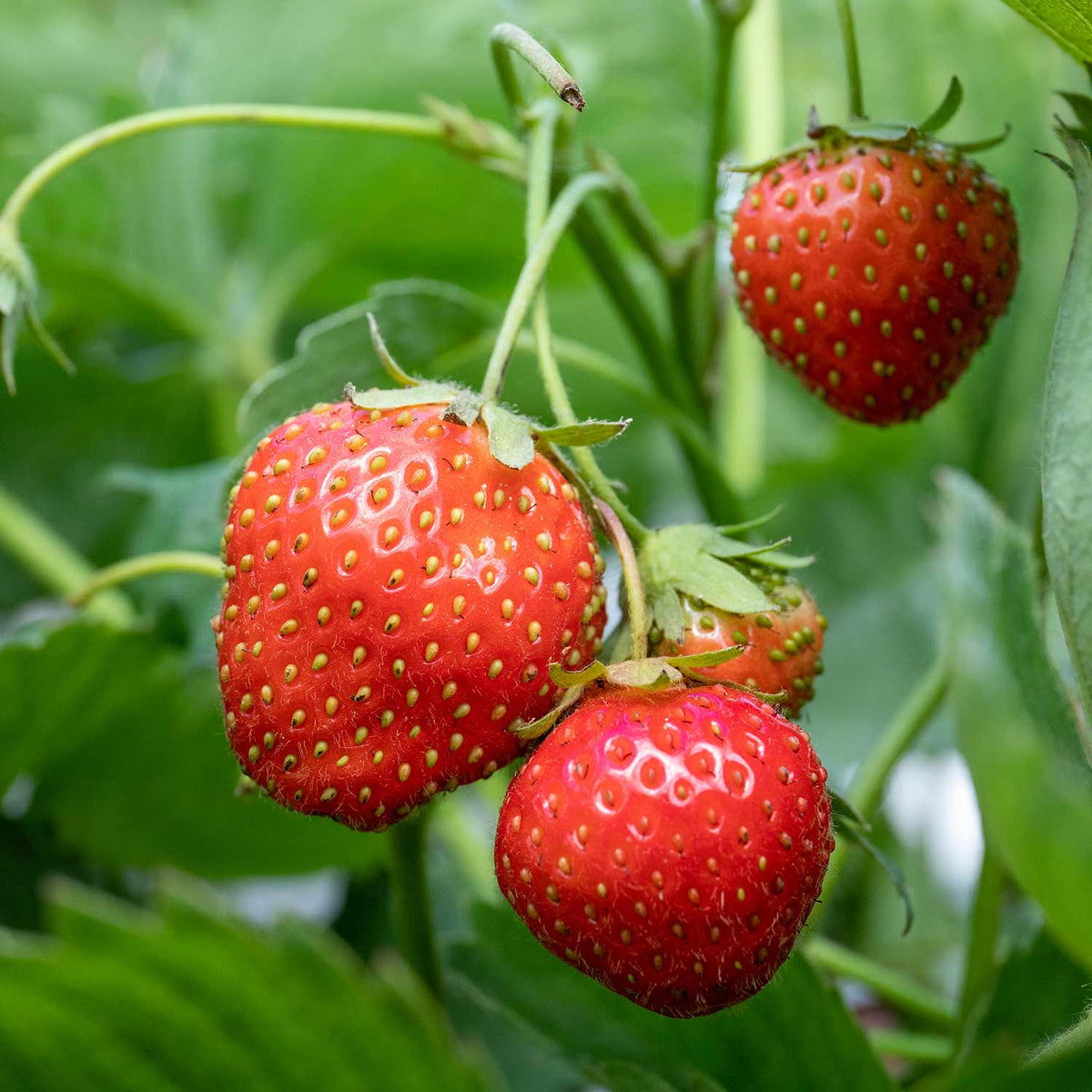 Misted Tip Strawberry Plants 'Long Harvest' Collection | Buy Strawberry ...