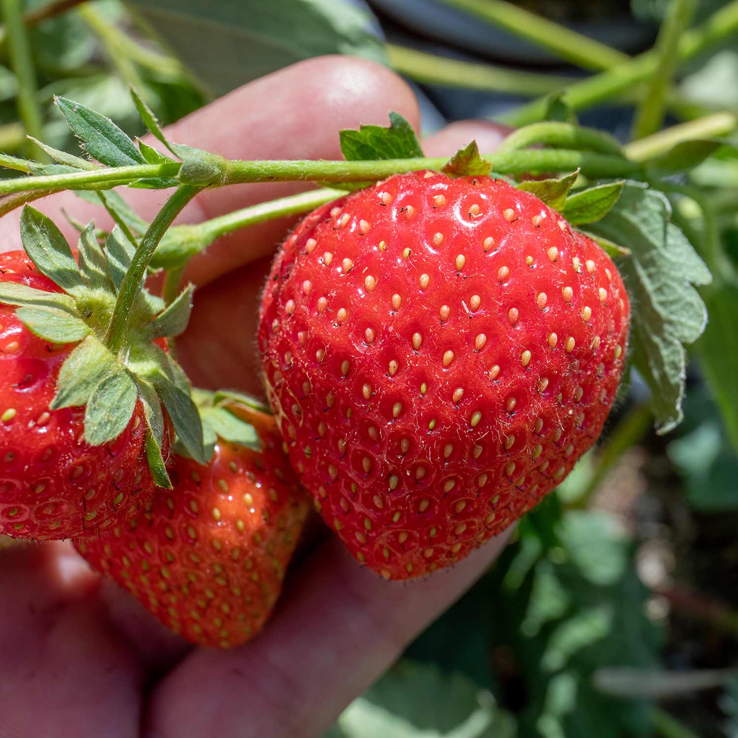 Misted Tip Strawberry Plants 'Long Harvest' Collection Buy Strawberry