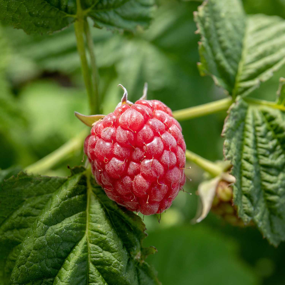 Buy Joan J Raspberry 4ltr Potted Plant online Marshalls Marshalls