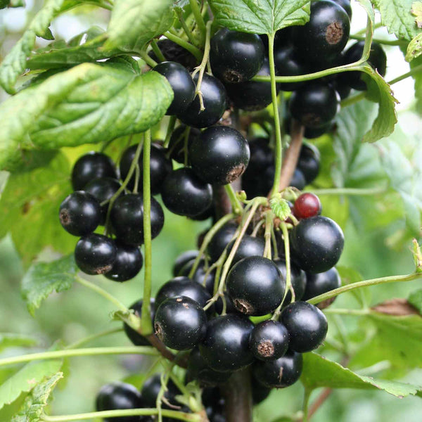 Blackcurrant 'Summer Pearls' Patio Black 2Ltr