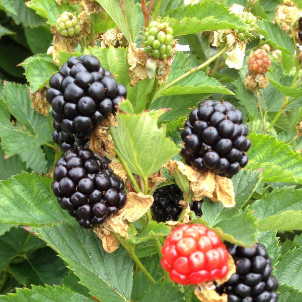 Blackberry Plant 'Coolaris Cascata Black'