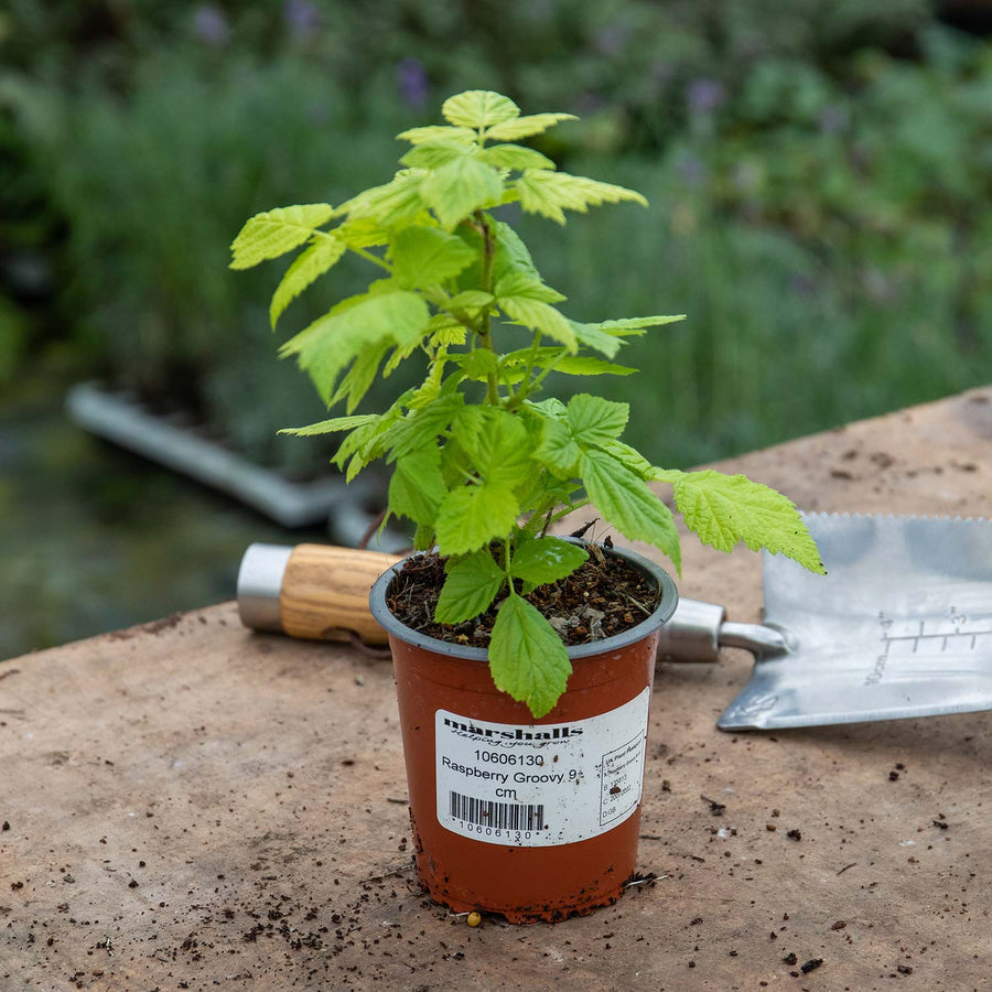 Raspberry 'Groovy' 1 x 9cm Buy Raspberry Plants Online Raspberry