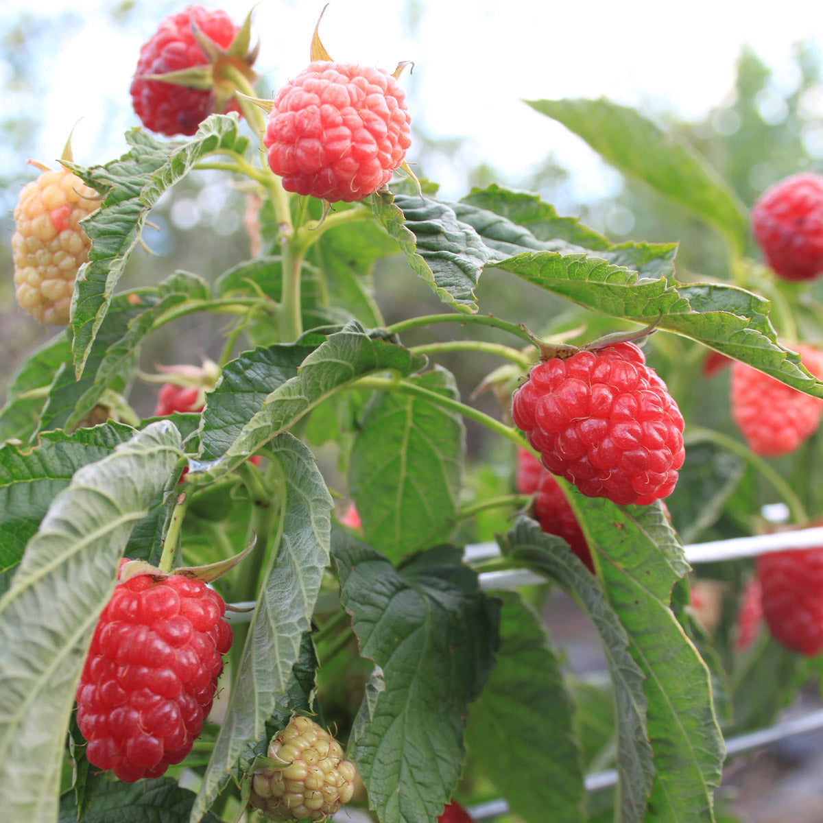 Lowberry® 'Raspberry Little Sweet Sister' 1 x 9cm Buy Raspberry