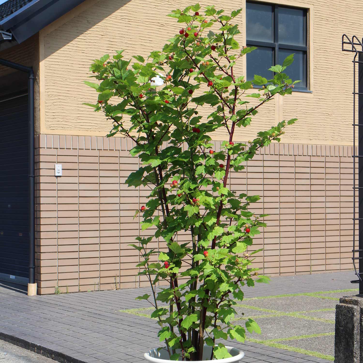 Mexican Raspberry Tree Raspberry 'Raspbeary' - 3L Tree | Buy Raspberry Plants Online ...