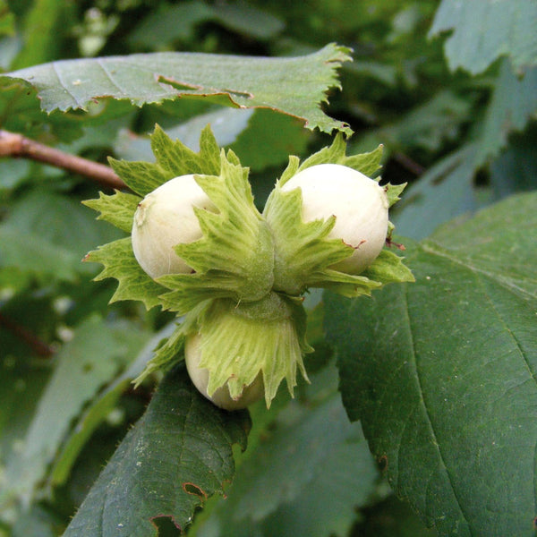 Filbert Corylus maxima 'Hall's Giant' - 3 Ltr