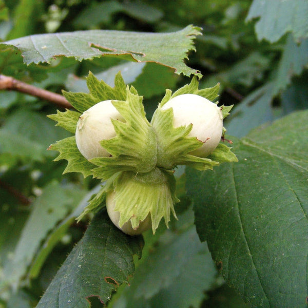 Hazelnut Tree 'Hall's Giant'