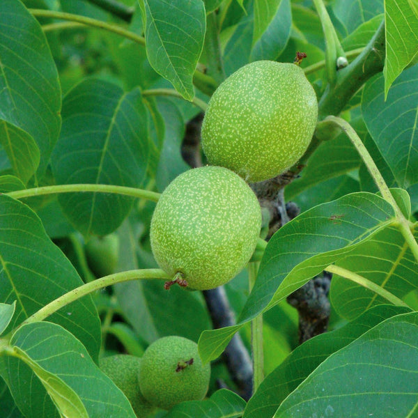 Walnut Tree 'Common Walnut'