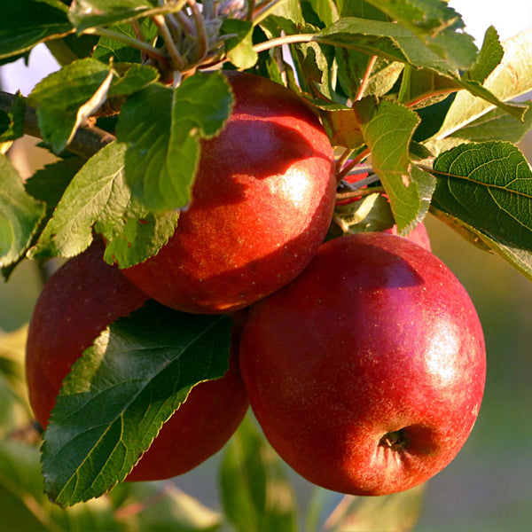 Apple Tree 'Scrumptious'