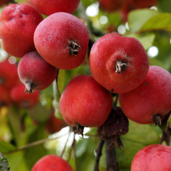 Crab Apple Tree 'Jelly King'