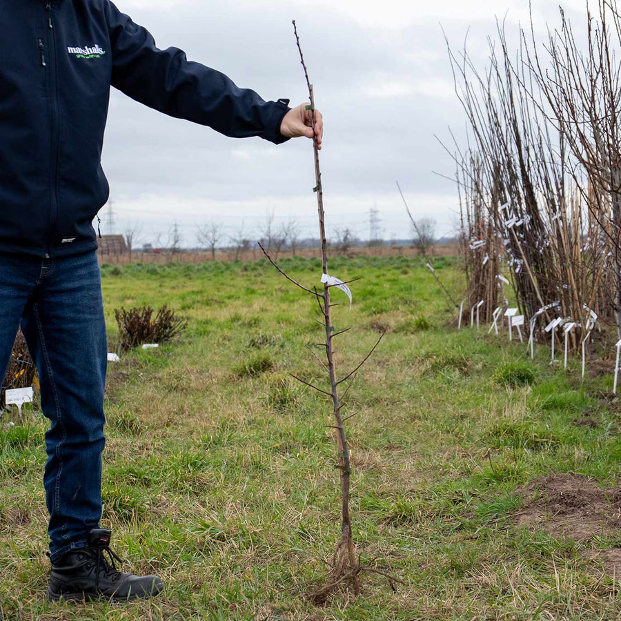 Plum Tree 'Old Fashioned Greengage' | Buy Plum Trees Online | Fruit ...