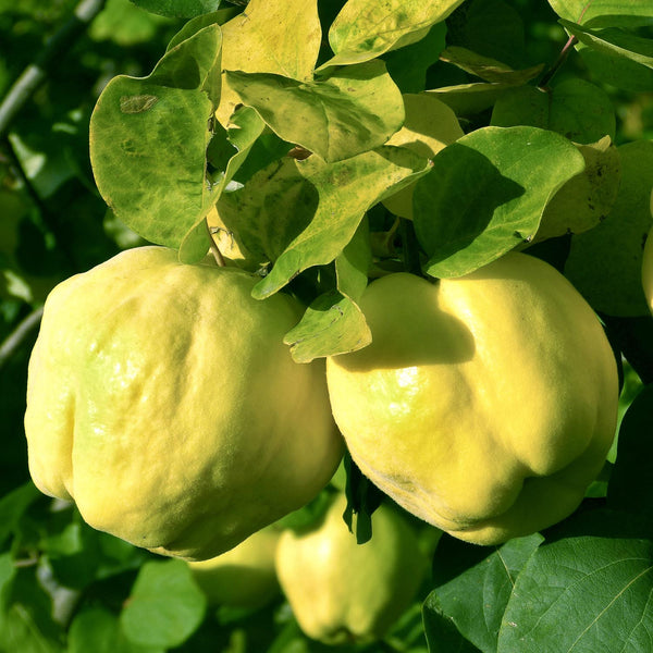 Quince Tree 'Serbian Gold'