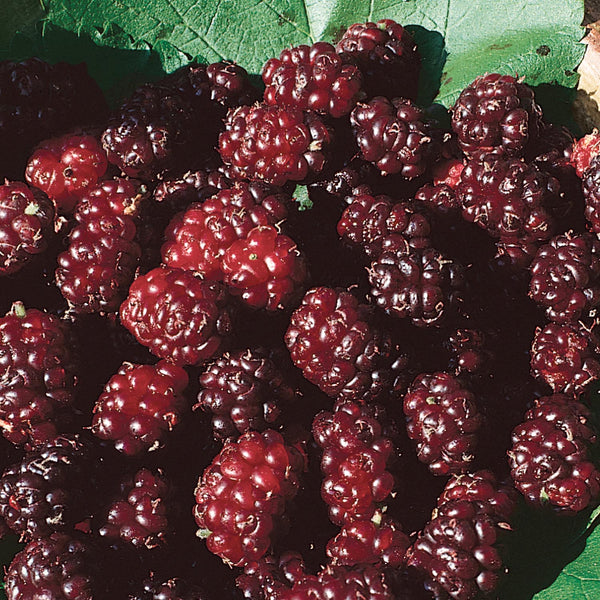 Mulberry Bush 'King James' 2L (syn Morus nigra ‘Chelsea’)