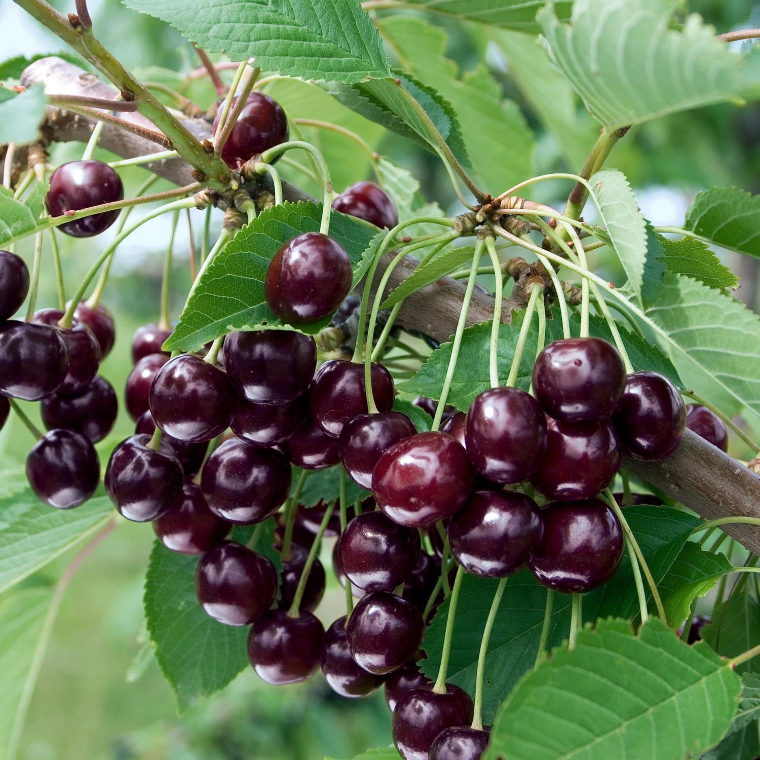 Cherry Crown Morello