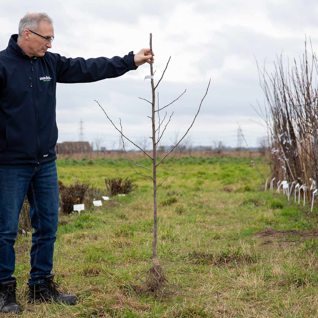 Damson Merryweather Tree Buy Damson Merryweather Tree Online