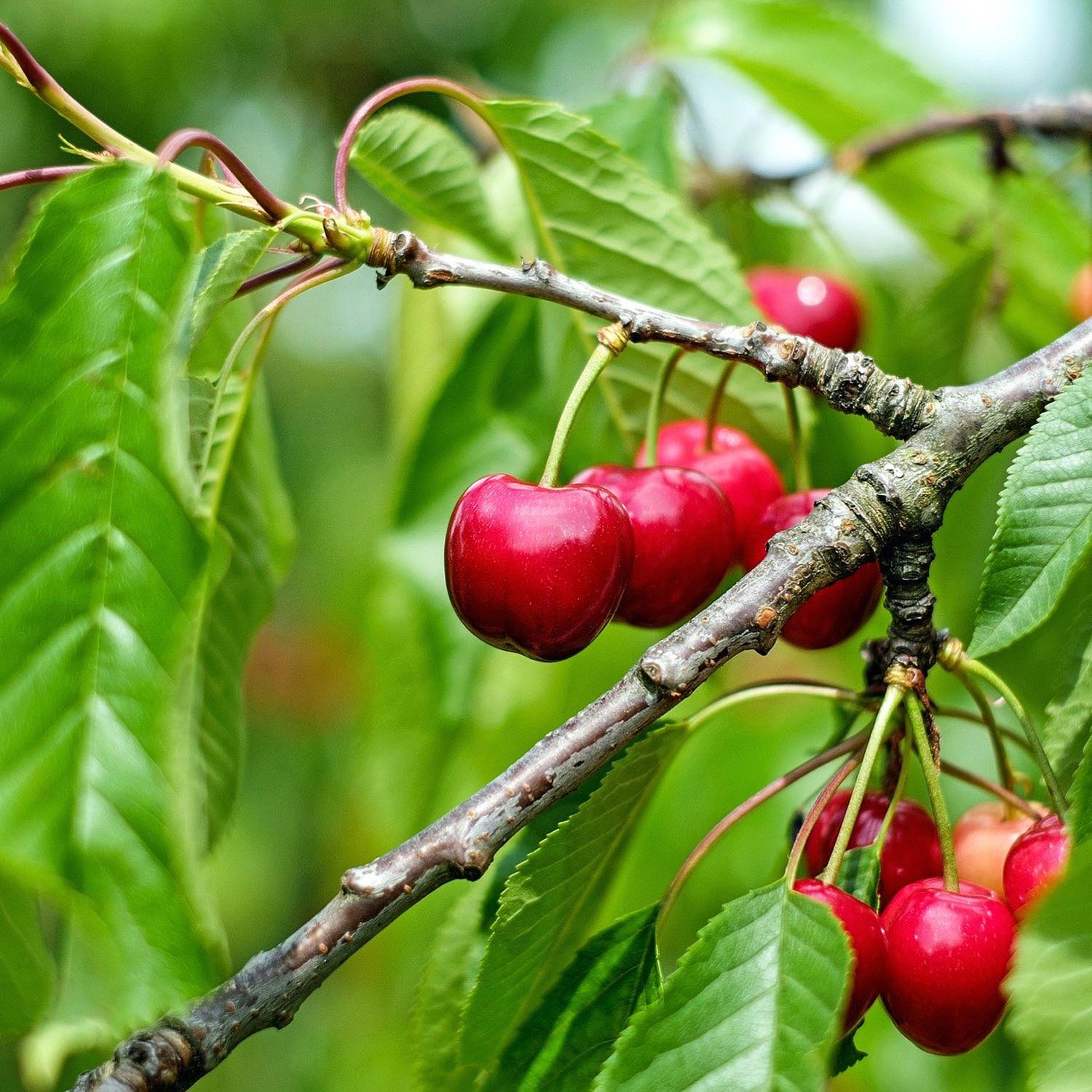 Cherry Stella - Tree | Buy Cherry Tree Online | Cherry Tree For Sale ...