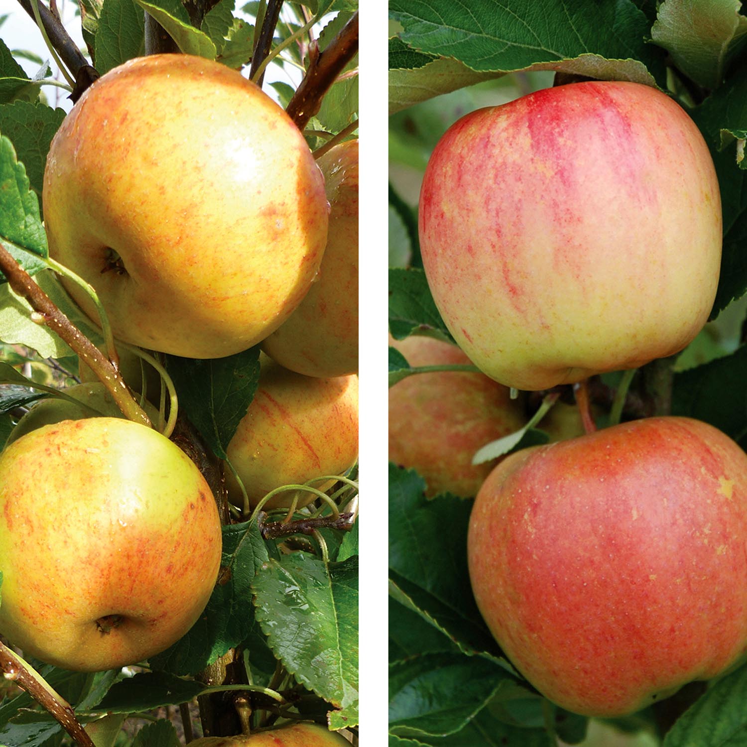 Apple Twin Tree Jonagold & Golden Pearmain Buy Apple Trees Online