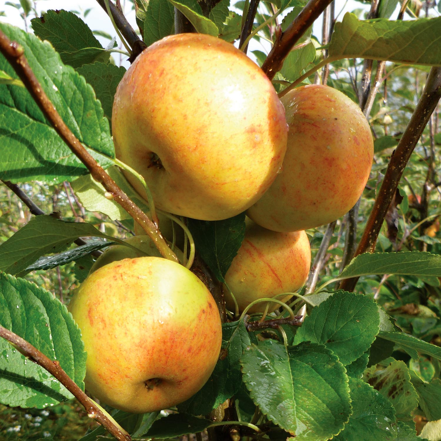 Apple Twin Tree Jonagold & Golden Pearmain Buy Apple Trees Online
