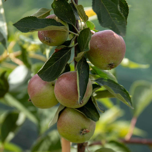 Apple Tree 'Dabinett'