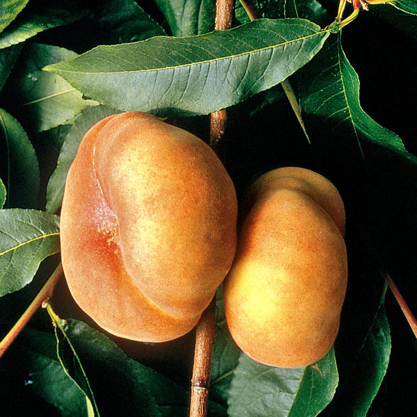 Peach Tree 'Doughnut Shaped'