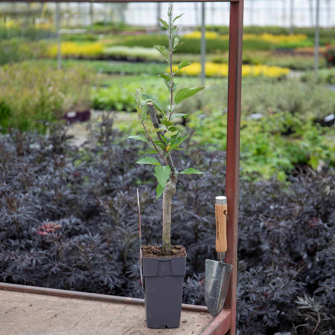 Patio Apple Tree 'Jonagold' 2L Buy Patio Apple Tree Online Apple