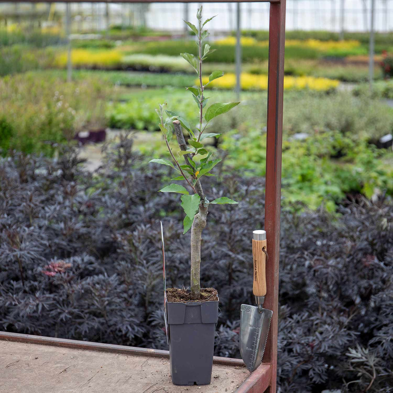 Patio Apple Tree 'Jonagold' 2L Buy Patio Apple Tree Online Apple