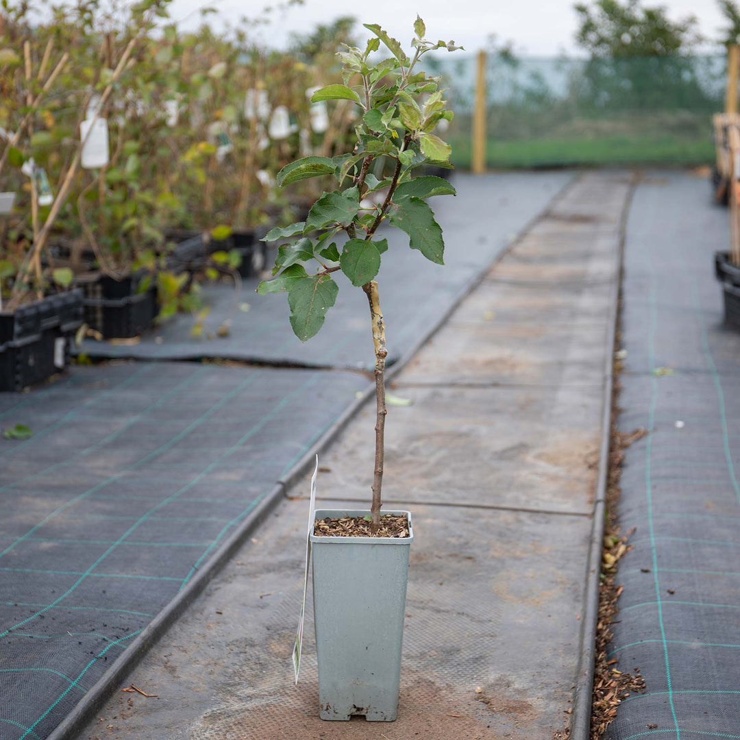 Patio Apple Tree 'Jonagold' 2L Buy Patio Apple Tree Online Apple