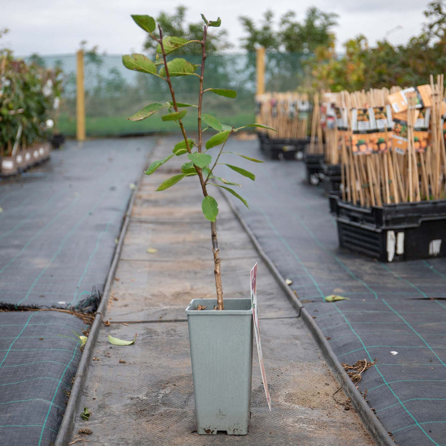 Patio Plum Tree Opal 2L Buy Patio Plum Trees Online Patio Plum