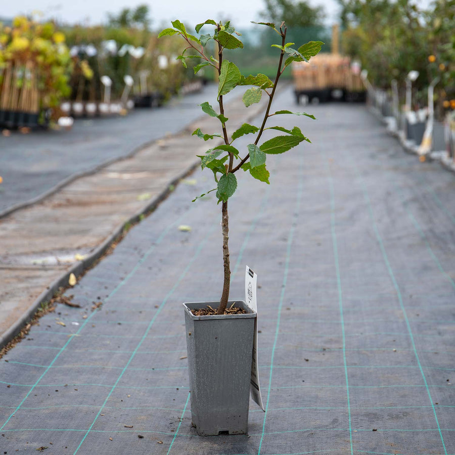 Patio Plum Tree 'Victoria' 2Ltr Tree Buy Patio Plum Trees Online
