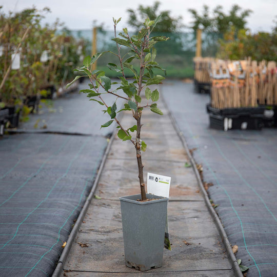 Patio Apple Tree 'Cox’s Orange Pippin' 2 Ltr Buy Patio Apple Tree