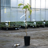 Plant in a Box - Kiwi Actinidia 'Jenny' - Set de 3 - Kiwi arbre fruitier a  planter a jardin exterieur - Pot 9cm - Hauteur 20-40cm