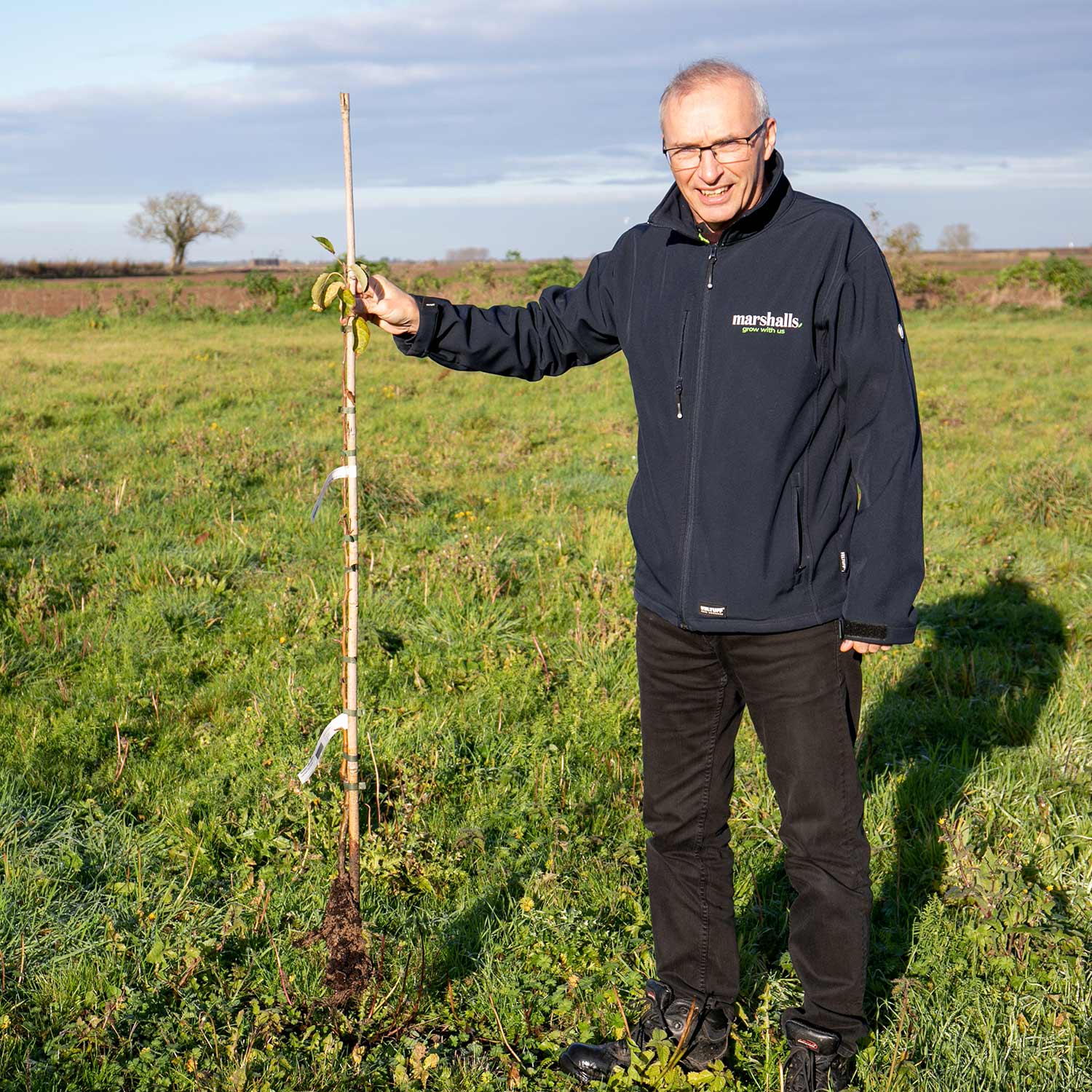 Crab Apple 'Jelly King' Bare Root Apple Tree Buy Apple Trees Online